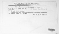 Puccinia caricis image